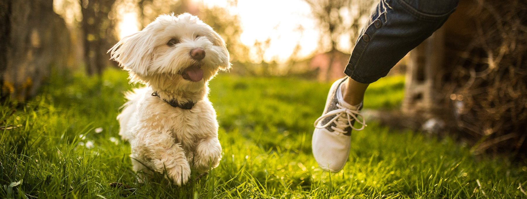 a small white dog running in the grass with a person at The  Hathaway at Willow Bend