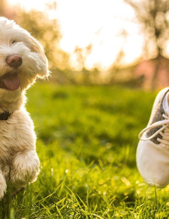 a small white dog running in the grass with a person at The  Hathaway at Willow Bend